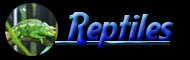 Wilmette Pet - Reptiles
