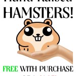 Adorable and sweet hand raised hamsters